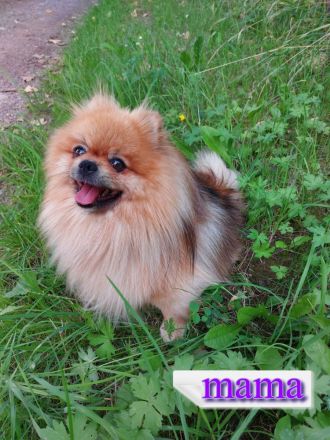 3 wundervolle Pomeranian-Spitz-Welpen