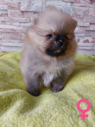 3 wundervolle Pomeranian-Spitz-Welpen