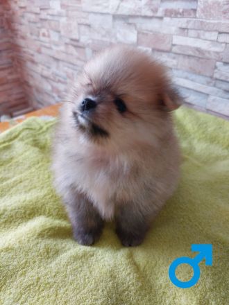 3 wundervolle Pomeranian-Spitz-Welpen