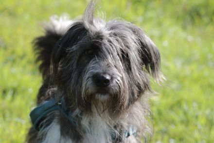 Agathe sucht ihr liebevolles Zuhause