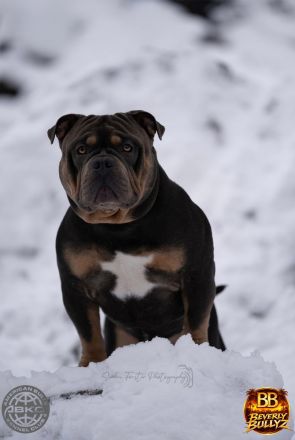 ABKC American Bully Deckrüde HULK Blue Tri