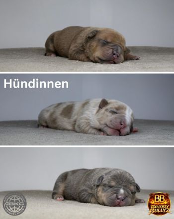 ABKC American Bully Deckrüde HULK Blue Tri