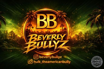 ABKC American Bully Deckrüde HULK Blue Tri