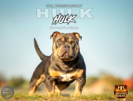 ABKC American Bully Deckrüde HULK Blue Tri