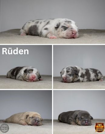 ABKC American Bully Deckrüde HULK Blue Tri