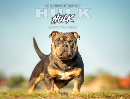 Deckrüde American Bully HULK ABKC