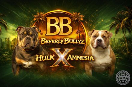 ABKC American Bully Deckrüde HULK Blue Tri