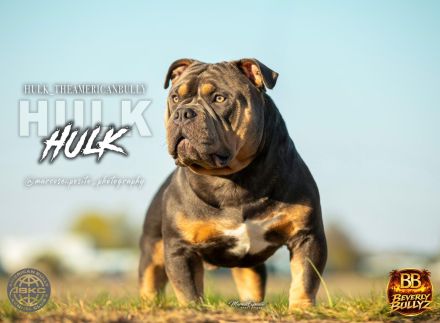 ABKC American Bully Deckrüde HULK Blue Tri