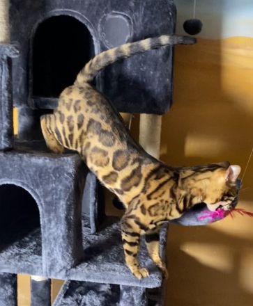 Bengal Katzen aus Luxemburg