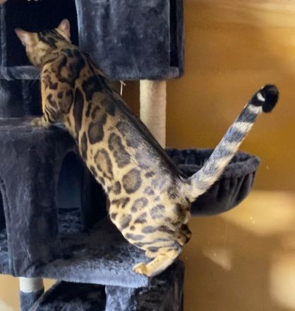 Bengal Katzen aus Luxemburg