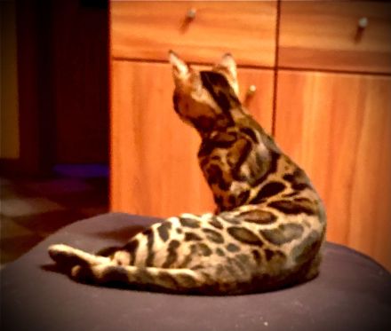 Bengal Katzen aus Luxemburg