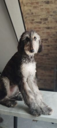 Afghanischer Windhund welpen