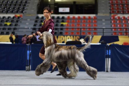 Afghanischer Windhund welpen