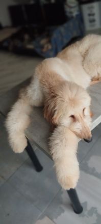 Afghanischer Windhund welpen