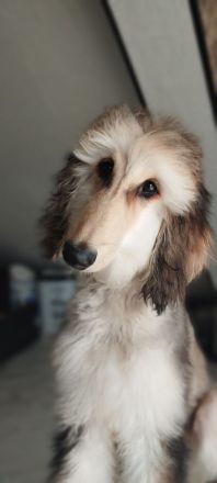 Afghanischer Windhund welpen