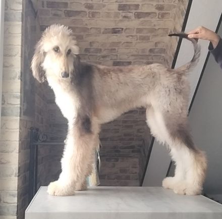 Afghanischer Windhund welpen