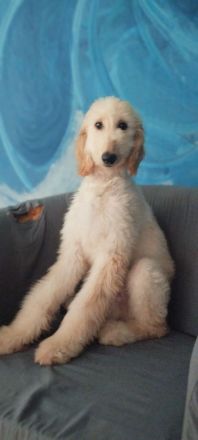 Afghanischer Windhund welpen