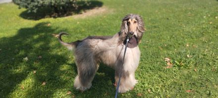 Afghanischer Windhund welpen