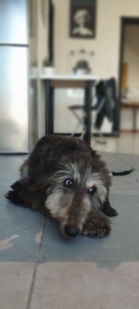 Afghanischer Windhund welpen