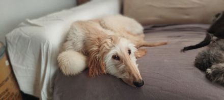 Afghanischer Windhund welpen