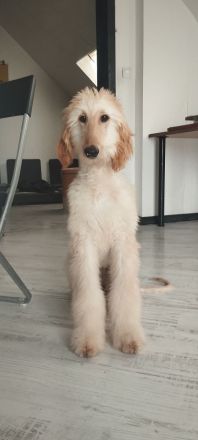 Afghanischer Windhund welpen