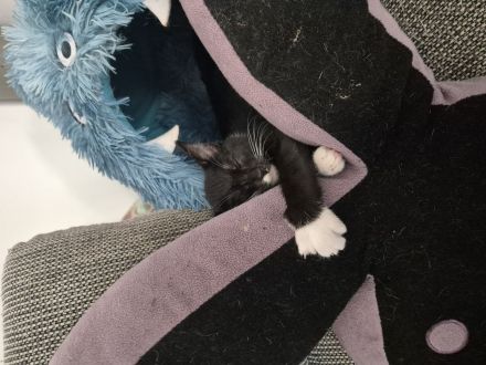 Kater und kitte suchen dringend ein neues zuhause