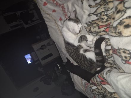 Kater und kitte suchen dringend ein neues zuhause