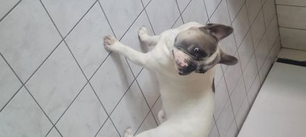 Französische bulldogge