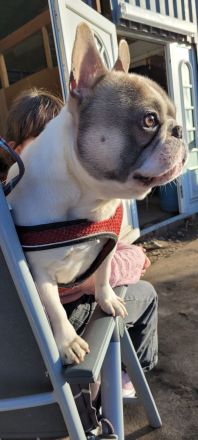 Französische bulldogge