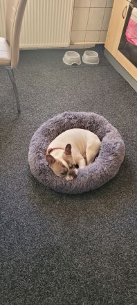Französische bulldogge