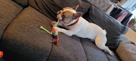 Französische bulldogge