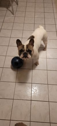 Französische bulldogge