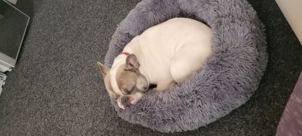 Französische bulldogge