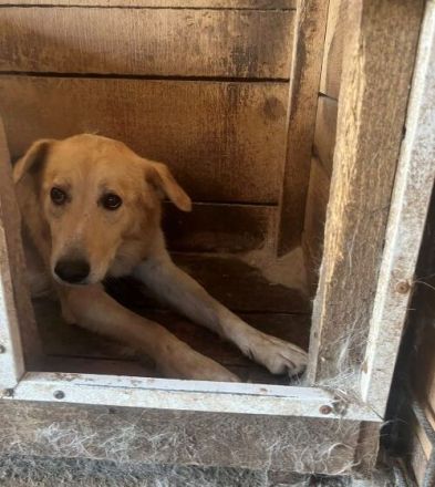 Neuanfang für zarte Seele Oriel gesucht