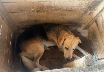 Neuanfang für zarte Seele Oriel gesucht