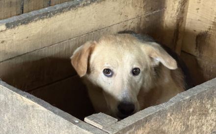 Neuanfang für zarte Seele Oriel gesucht