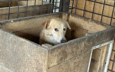 Neuanfang für zarte Seele Oriel gesucht