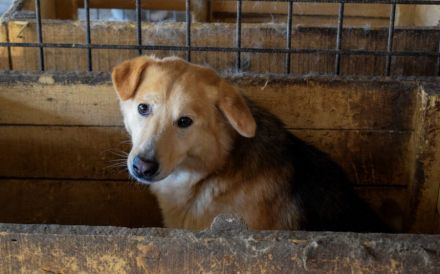 Neuanfang für zarte Seele Oriel gesucht
