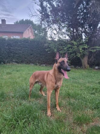 Süße Malinois Welpen