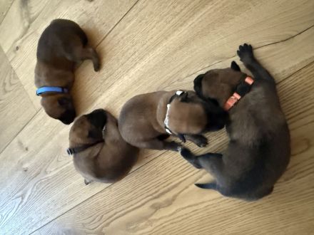 Süße Malinois Welpen