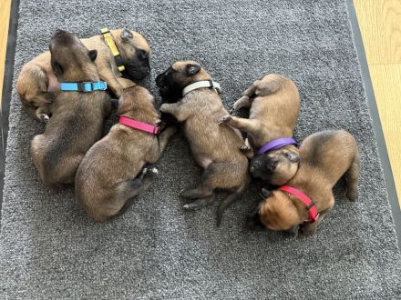 Süße Malinois Welpen