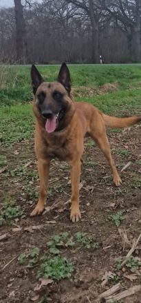 Süße Malinois Welpen