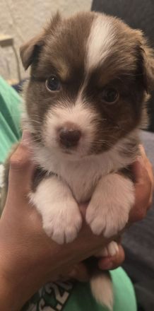 Austrailian Shepherd Welpen