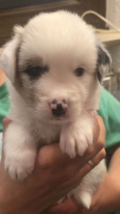 Austrailian Shepherd Welpen