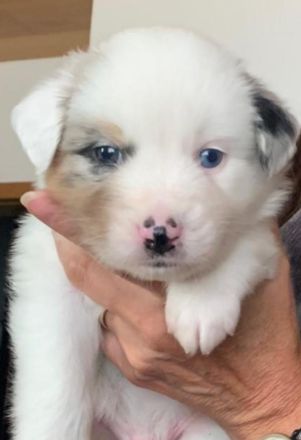Austrailian Shepherd Welpen