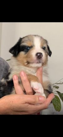 Austrailian Shepherd Welpen
