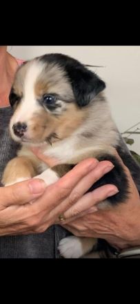 Austrailian Shepherd Welpen