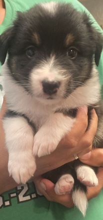 Austrailian Shepherd Welpen