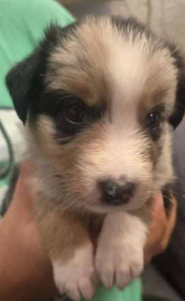 Austrailian Shepherd Welpen