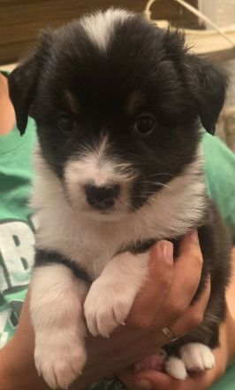 Austrailian Shepherd Welpen